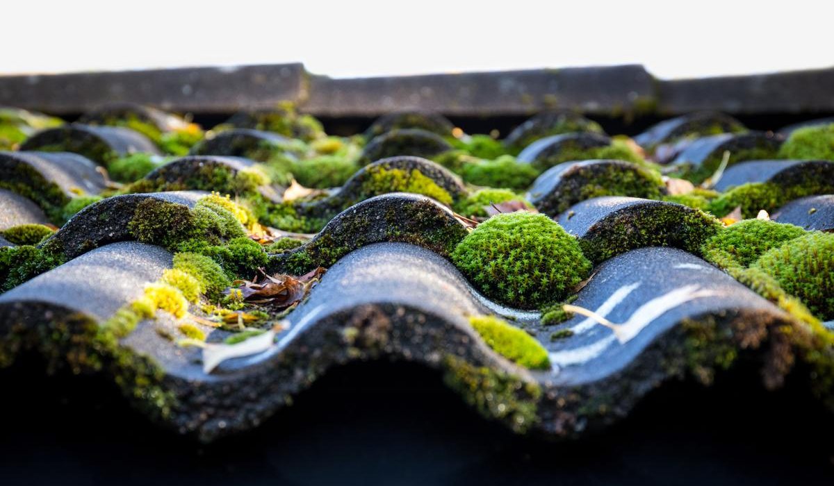 Moss Removal Cleaning Services in London, UK &#8211; KS Roof Master Limited: Enhancing the Longevity of Your Roof