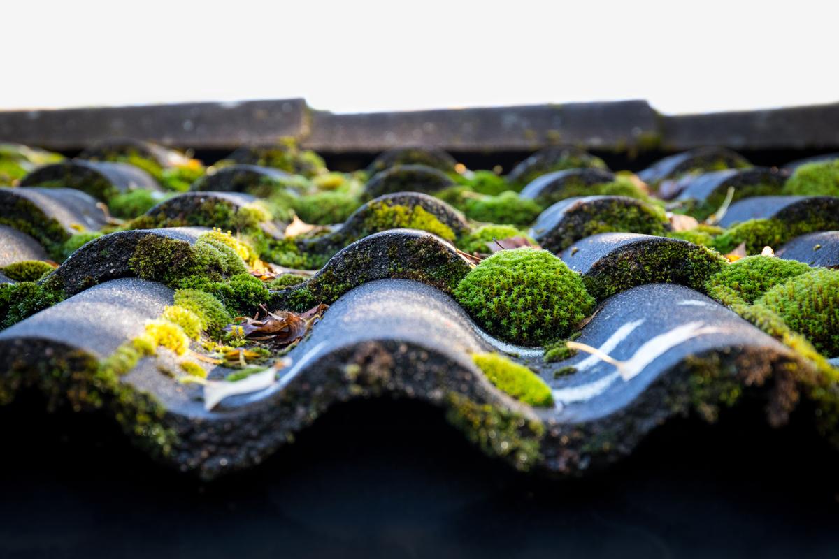 KS Roof Master Limited team performing moss removal and roof cleaning in London, UK